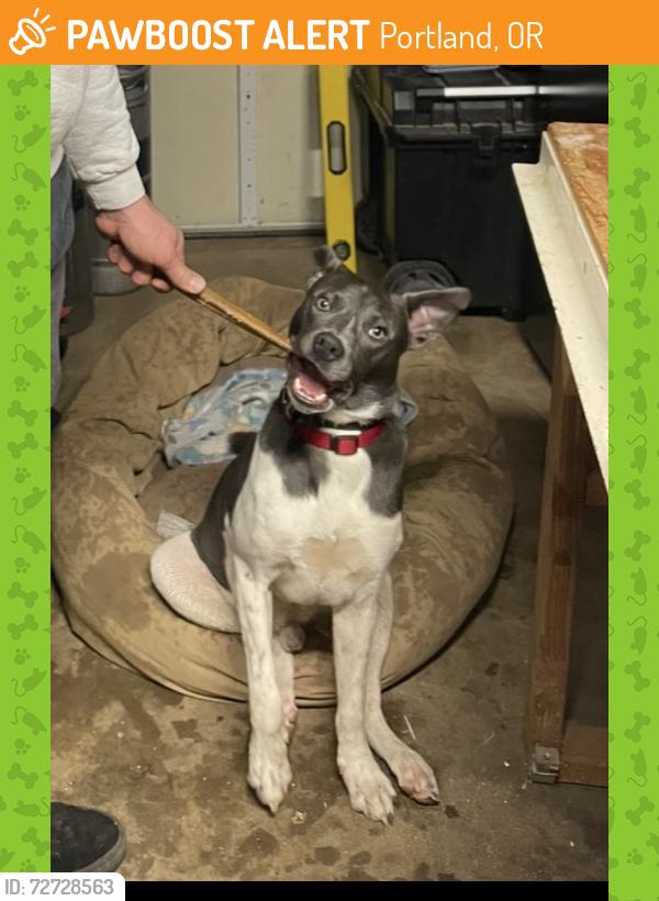 Found/Stray Male Dog last seen Se Carlton street and se 65th ave, Portland, OR 97206