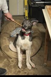 Found/Stray Male Dog last seen Se Carlton street and se 65th ave, Portland, OR 97206