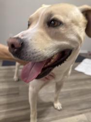 Found/Stray Male Dog last seen Eagles & Osprey , Leander, TX 78641