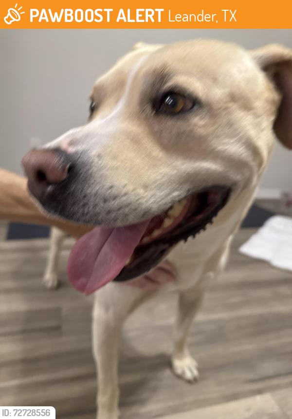 Found/Stray Male Dog last seen Eagles & Osprey , Leander, TX 78641