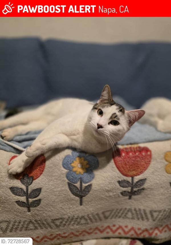 Lost Male Cat last seen Street, Napa, CA 94559