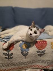 Lost Male Cat last seen Street, Napa, CA 94559