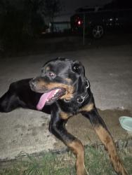 Found/Stray Male Dog last seen Near s 56th street een tx, Killeen, TX 76543