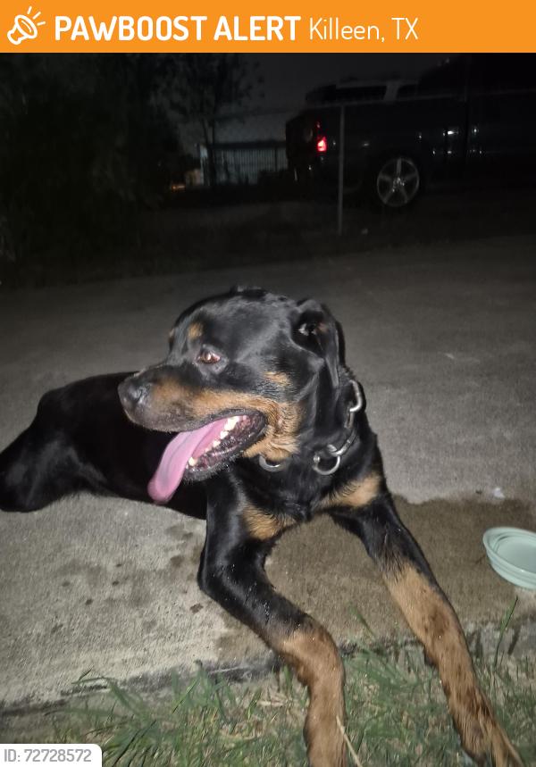 Found/Stray Male Dog last seen Near s 56th street een tx, Killeen, TX 76543