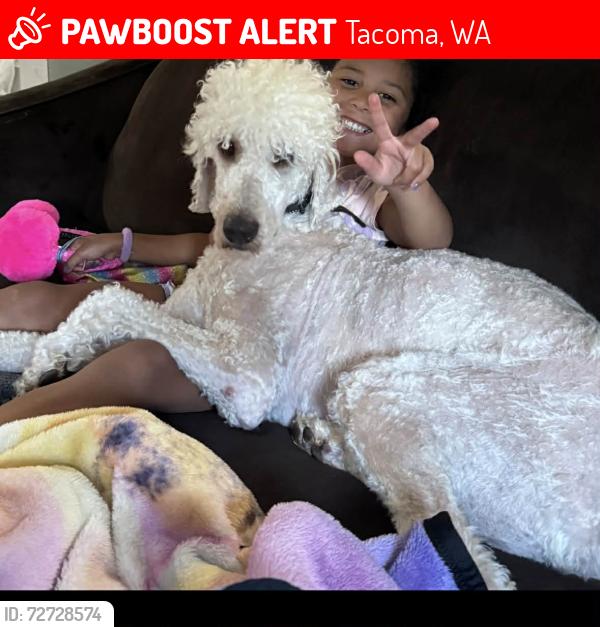 Lost Male Dog last seen 59th s D st, Tacoma, WA 98408