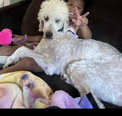 Lost Male Dog last seen 59th s D st, Tacoma, WA 98408