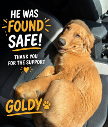 Found/Stray Female Dog last seen Galicia ct , Palm Desert, CA 92260