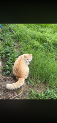 Lost Male Cat last seen East Cheatham Elementary schooj area on Bear wallow and near Old Clarksville pk, Ashland City, TN 37015