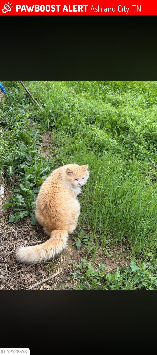 Lost Male Cat last seen East Cheatham Elementary schooj area on Bear wallow and near Old Clarksville pk, Ashland City, TN 37015