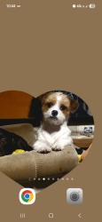 Lost Male Dog last seen Jensen and Valentine , Fresno, CA 93706