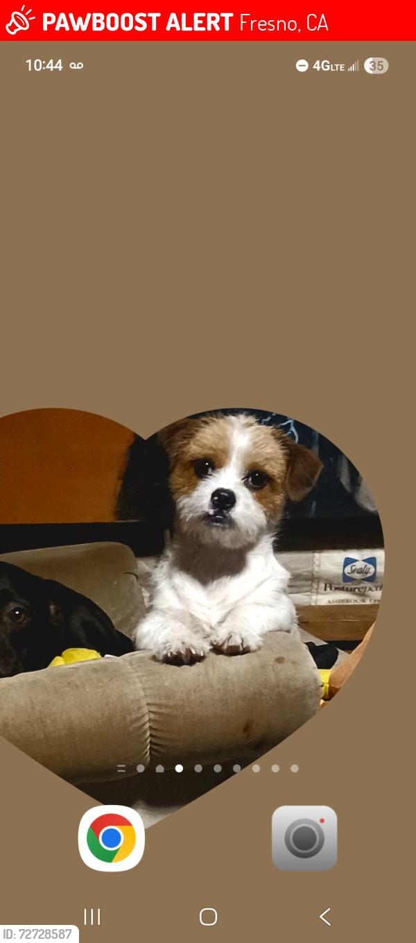Lost Male Dog last seen Jensen and Valentine , Fresno, CA 93706
