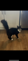 Lost Female Cat last seen E 40th st & S el Camino Del Diablo , Yuma, AZ 85367