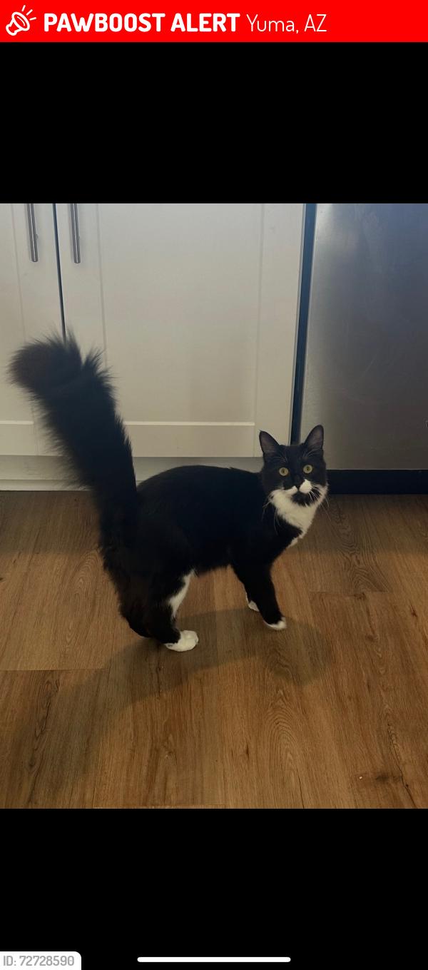 Lost Female Cat last seen E 40th st & S el Camino Del Diablo , Yuma, AZ 85367