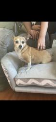 Lost Female Dog last seen Cantebury & Terra Bella, Los Angeles, CA 91331