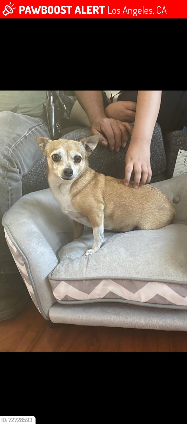 Lost Female Dog last seen Cantebury & Terra Bella, Los Angeles, CA 91331