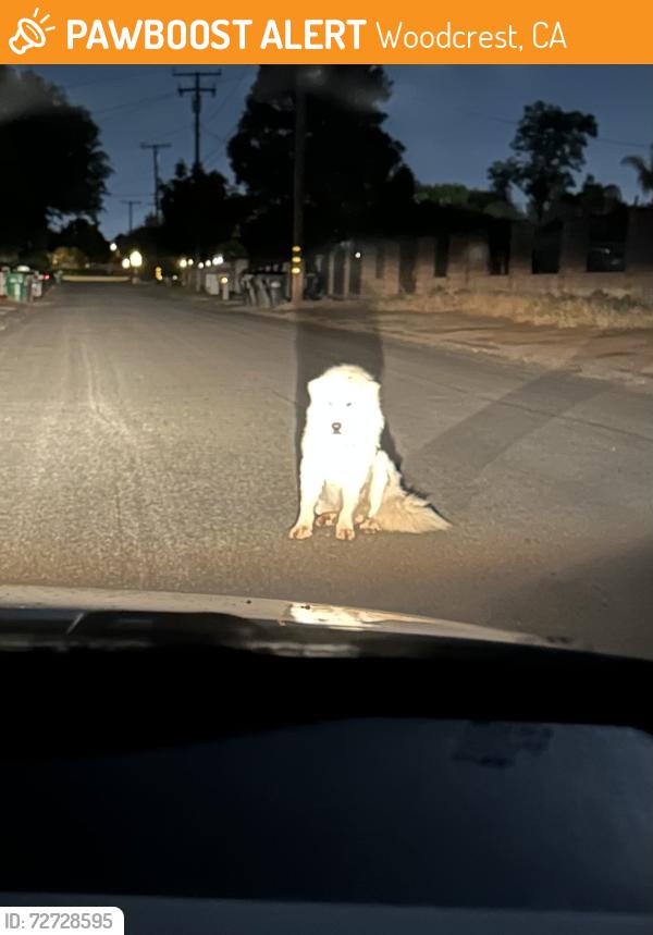 Found/Stray Unknown Dog last seen Bert Road and Wood Road, Woodcrest, CA 92508