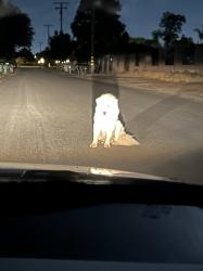 Found/Stray Unknown Dog last seen Bert Road and Wood Road, Woodcrest, CA 92508