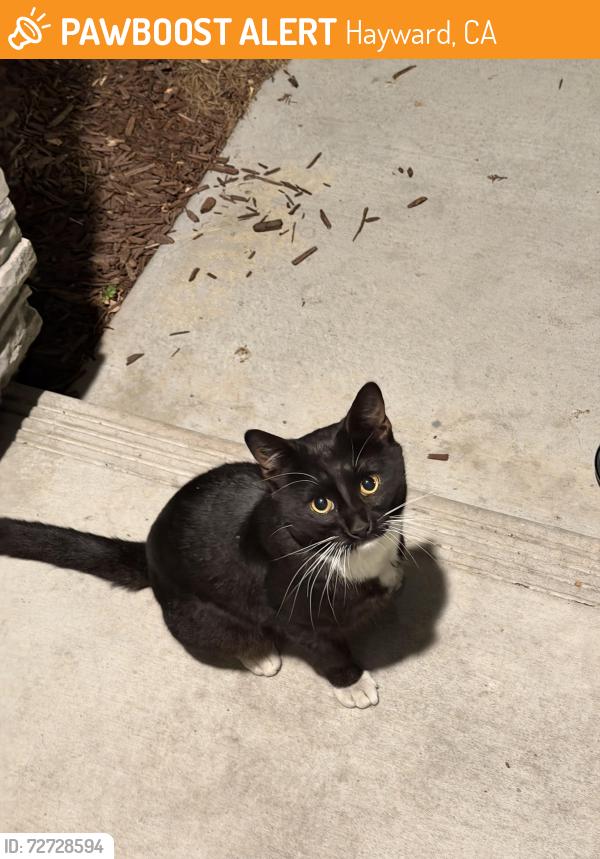 Found/Stray Male Cat last seen Valle Vista and Dixon st, Hayward, CA 94544