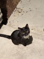 Found/Stray Male Cat last seen Valle Vista and Dixon st, Hayward, CA 94544