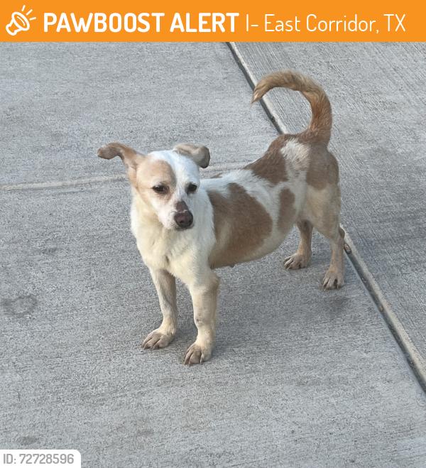 Found/Stray Female Dog last seen Musk rose, converse tx, I-10 East Corridor, TX 78109
