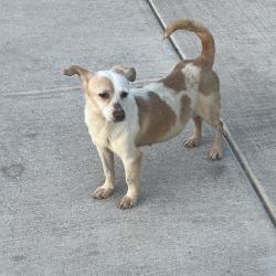 Found/Stray Female Dog last seen Musk rose, converse tx, I-10 East Corridor, TX 78109