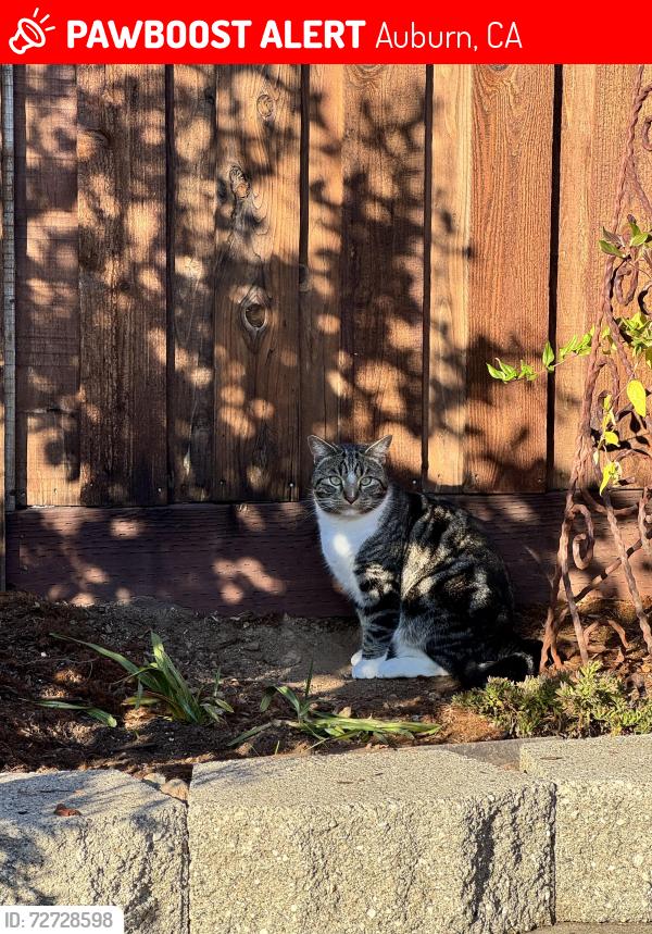 Lost Male Cat last seen Skyridge Elementary School, Auburn, CA 95603