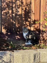 Lost Male Cat last seen Skyridge Elementary School, Auburn, CA 95603