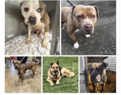 Found/Stray Unknown Dog last seen Gary Animal Control, Gary, IN 46402
