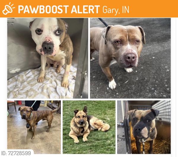 Found/Stray Unknown Dog last seen Gary Animal Control, Gary, IN 46402