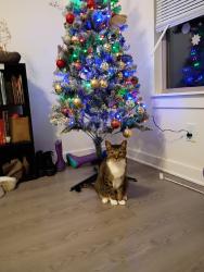Lost Male Cat last seen Near merchants walk, Murfreesboro, TN 37128