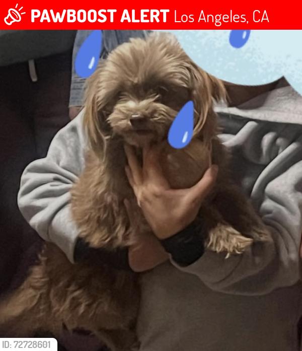 Lost Male Dog last seen Louvre St, Los Angeles, CA 91331