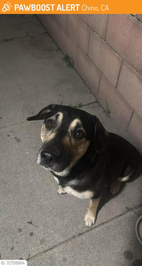 Found/Stray Male Dog last seen Chino Ave & 9th St CHINO CA , Chino, CA 91710