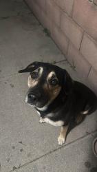 Found/Stray Male Dog last seen Chino Ave & 9th St CHINO CA , Chino, CA 91710