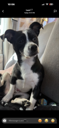 Lost Male Dog last seen By the foodma on e 9th in oakland, Oakland, CA 94606