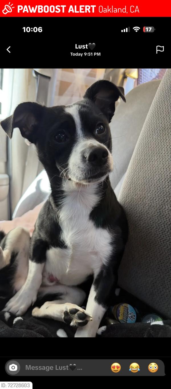 Lost Male Dog last seen By the foodma on e 9th in oakland, Oakland, CA 94606