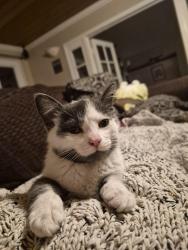 Lost Male Cat last seen E Fruit St. & Dayna St, Santa Ana, CA 92701