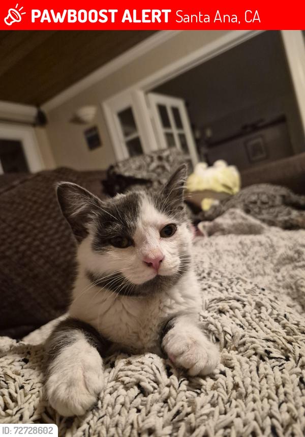 Lost Male Cat last seen E Fruit St. & Dayna St, Santa Ana, CA 92701