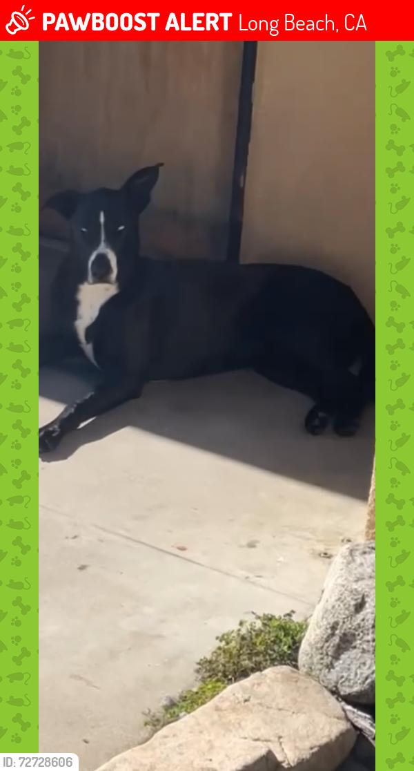 Lost Female Dog last seen St Joseph and ocean boulevard , Long Beach, CA 90803