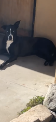 Lost Female Dog last seen St Joseph and ocean boulevard , Long Beach, CA 90803