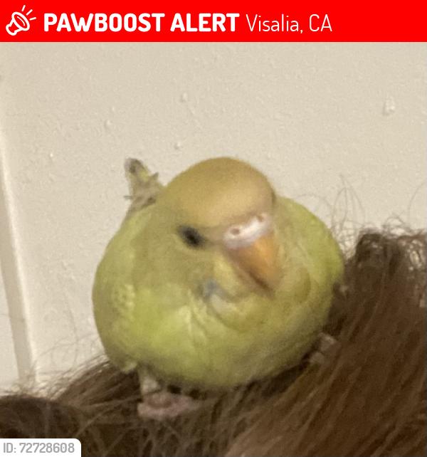 Lost Unknown Bird last seen Caldwell and mooney blvd, Visalia, CA 93277