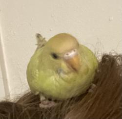 Lost Unknown Bird last seen Caldwell and mooney blvd, Visalia, CA 93277