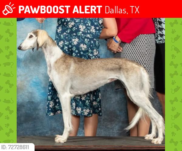 Lost Female Dog last seen Forest ln, Welch Rd and Midway Rd, Dallas, TX 75244