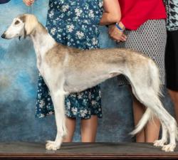 Lost Female Dog last seen Forest ln, Welch Rd and Midway Rd, Dallas, TX 75244
