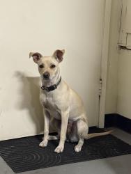 Found/Stray Female Dog last seen Dennys on 7th st, Victorville, CA 92392