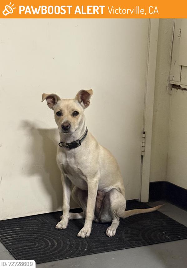 Found/Stray Female Dog last seen Dennys on 7th st, Victorville, CA 92392