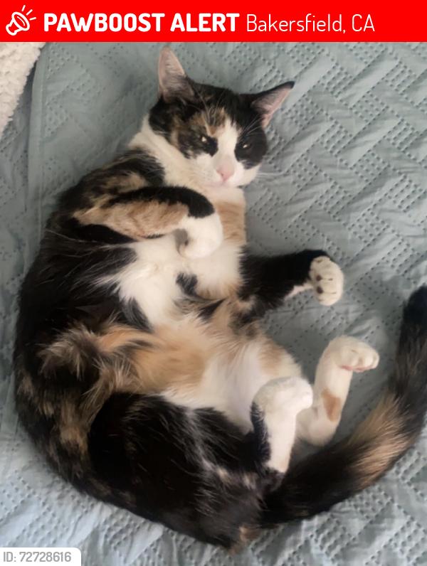 Lost Female Cat last seen Alhaitham Market & Liquor, Bakersfield, CA 93307