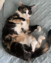 Lost Female Cat last seen Alhaitham Market & Liquor, Bakersfield, CA 93307