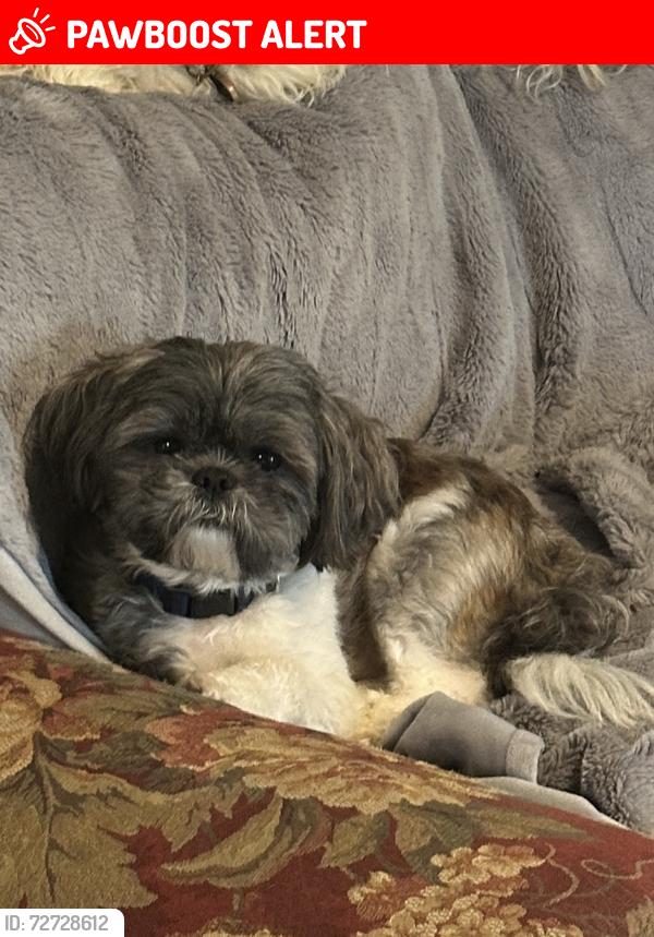 Lost Male Dog last seen Clover Hill, Rockingham County, VA 22821