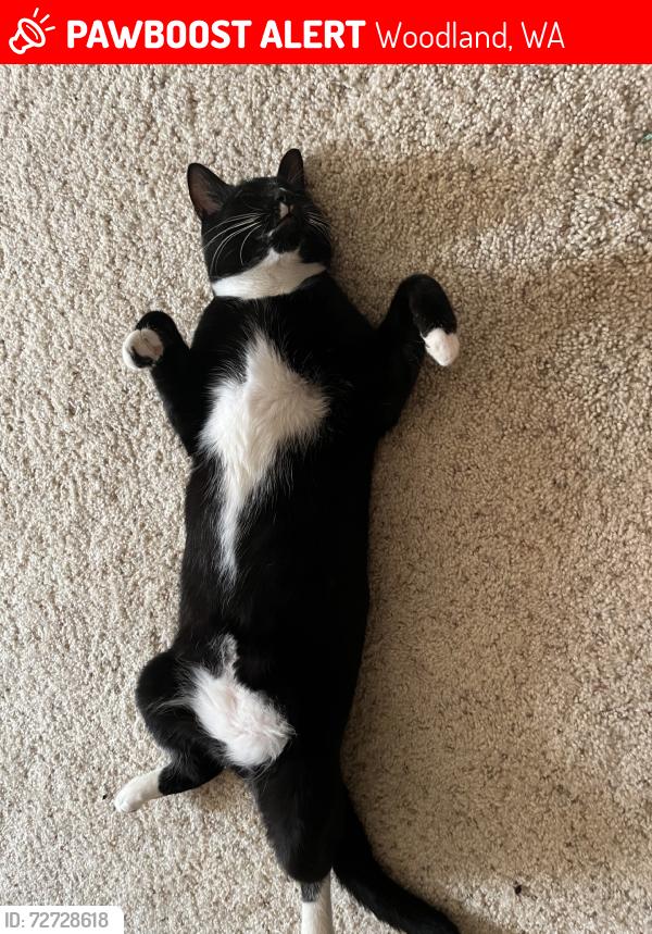 Lost Male Cat last seen Pine street, Woodland, WA 98674