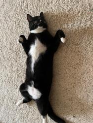 Lost Male Cat last seen Pine street, Woodland, WA 98674